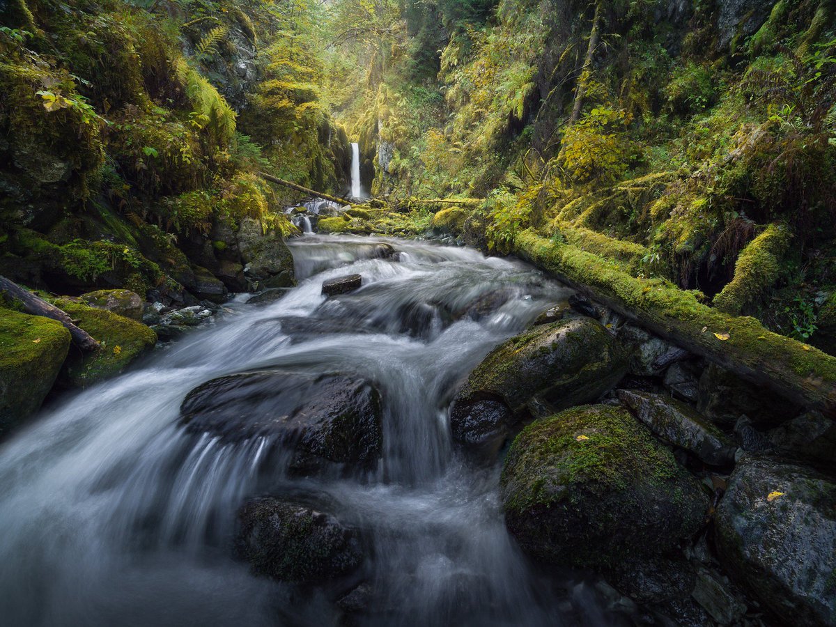 DNordhaug's tweet photo. Norwegian jungle. Vestland, Norway. Oct 2018. https://t.co/nwViMTdRNe