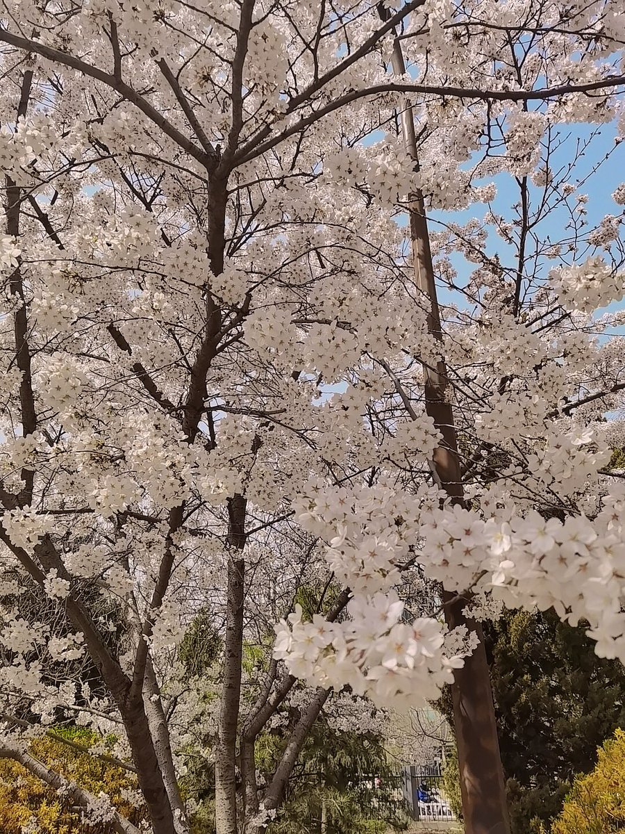 dinch_96's tweet photo. I like cherry blossoms🌸, but I prefer the people under the cherry blossom trees😜
#TKD
#武田大樹 https://t.co/WTynGnwF1m