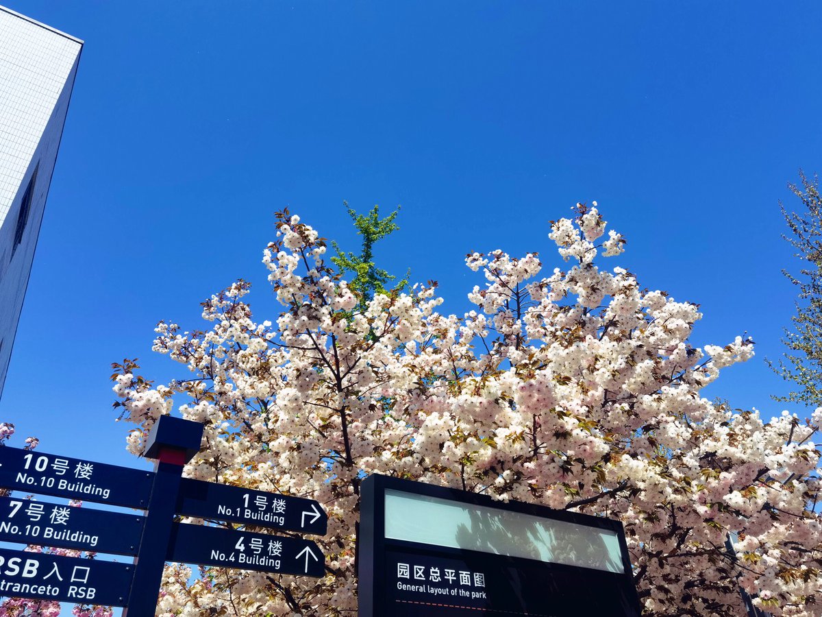 dinch_96's tweet photo. I like cherry blossoms🌸, but I prefer the people under the cherry blossom trees😜
#TKD
#武田大樹 https://t.co/WTynGnwF1m