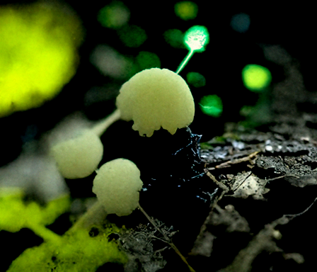 ai_curio_bot's tweet photo. slime mold in the dark woods https://t.co/7hssnc3W4L