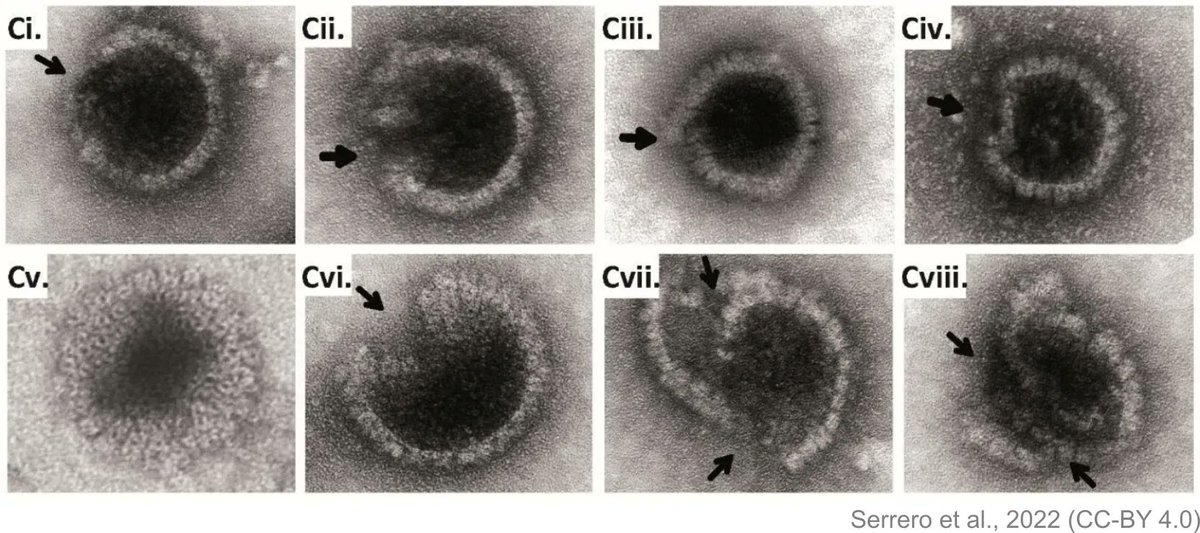 PreprintReview's tweet photo. The destroyer of herpesviral capsids: The interferon-inducible GTPase MxB punches holes in HSV-1 #capsids, releasing the viral DNA and triggering innate immune responses, reports new #RefereedPreprint by the Sodeik lab (@beatesodeik).

#virology #immunity

https://t.co/Fldjqbhyvd https://t.co/7SLqM76VeT