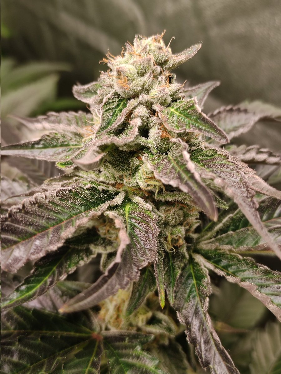 Nashtorn tweet media