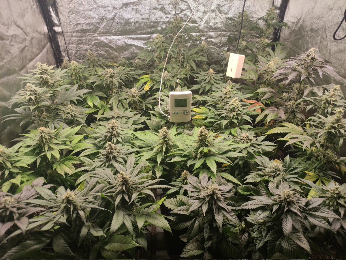 Nashtorn tweet media