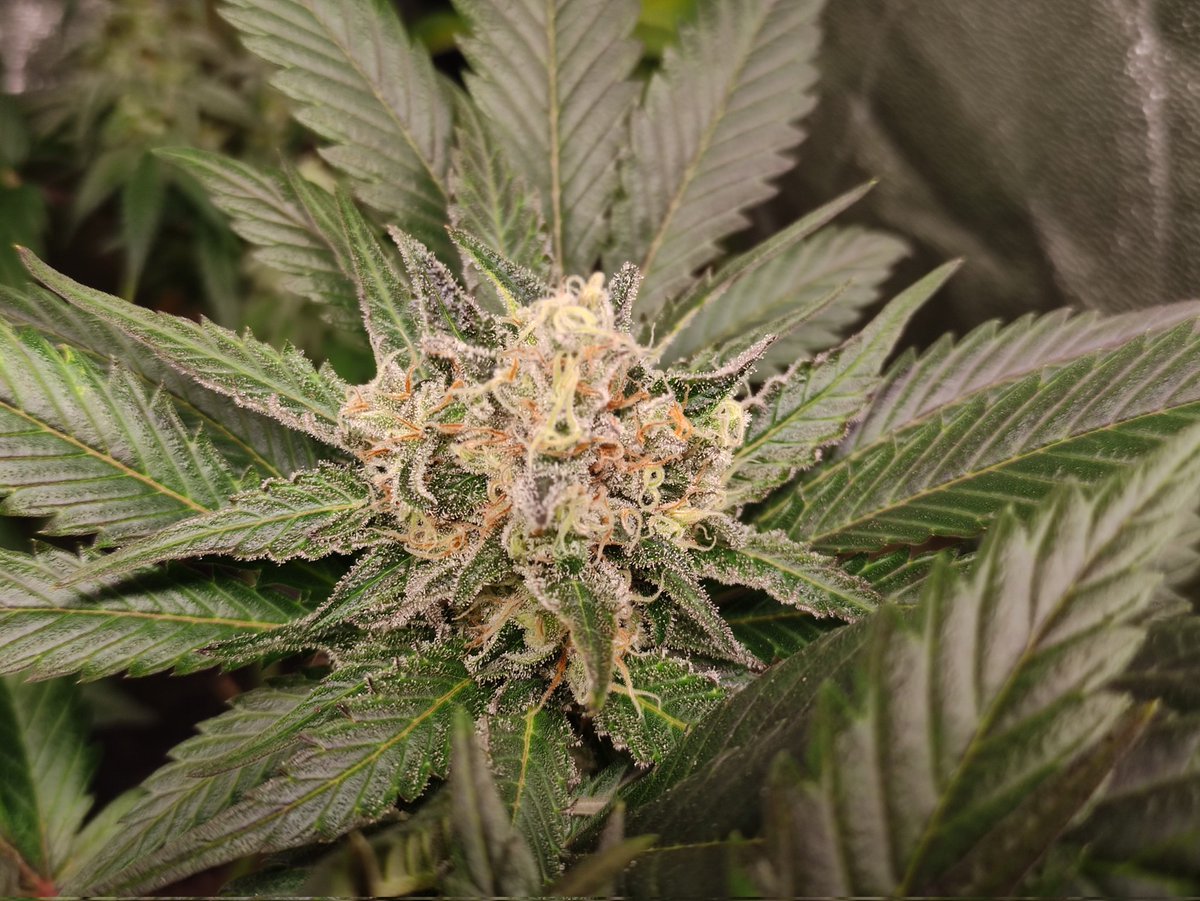 Nashtorn tweet media