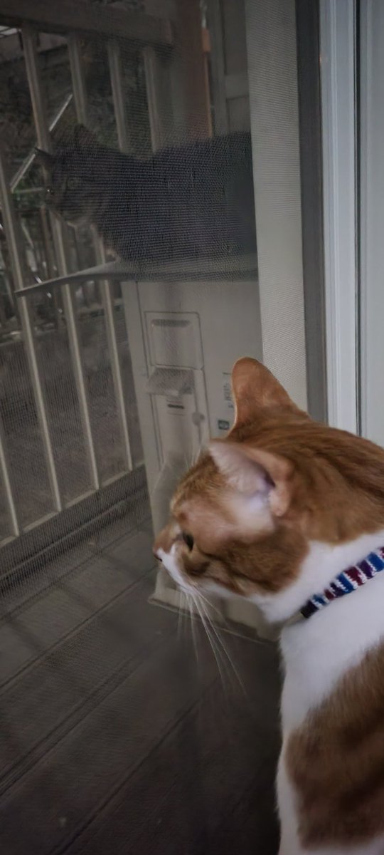 rudolf_cat's tweet photo. うちのベランダは野良ﾈｯｺﾁｬﾝの休憩場所になってる https://t.co/k3VPUx7sOA