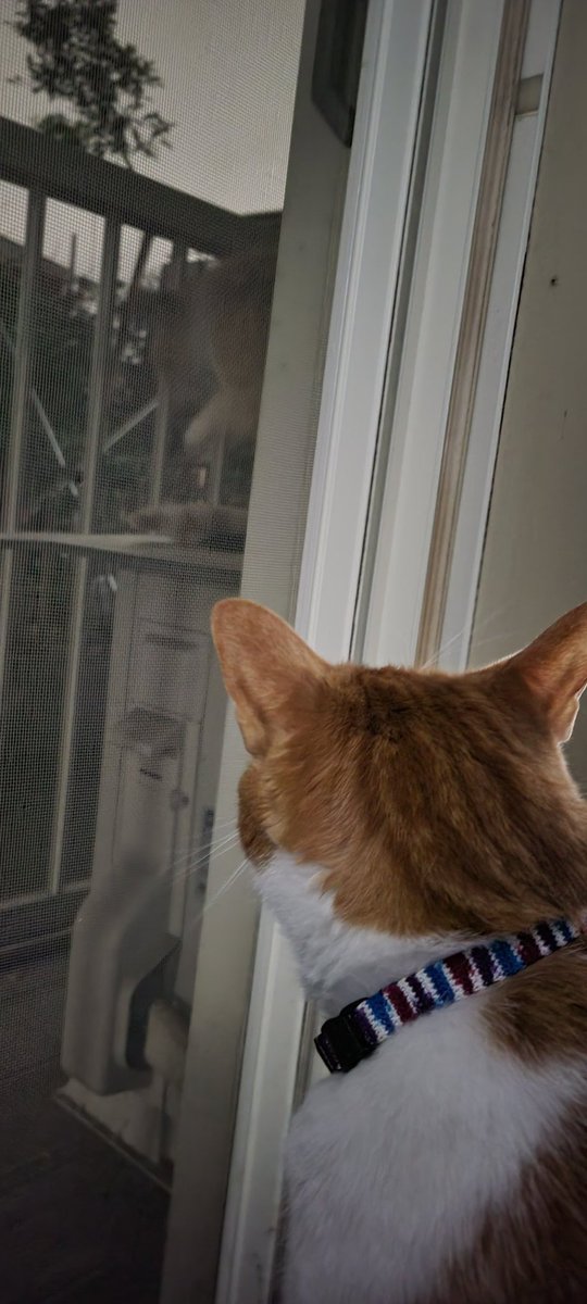 rudolf_cat's tweet photo. うちのベランダは野良ﾈｯｺﾁｬﾝの休憩場所になってる https://t.co/k3VPUx7sOA