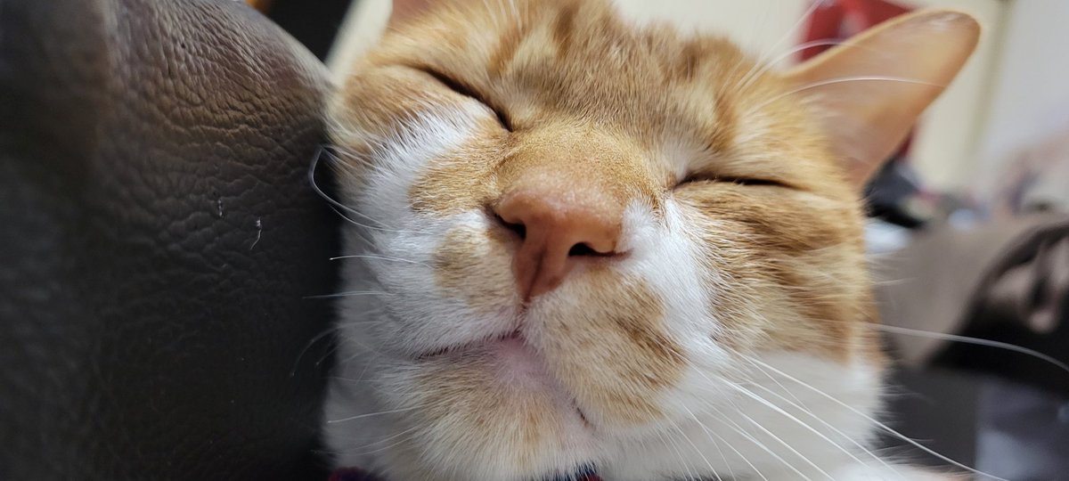 rudolf_cat's tweet photo. ルド君百面相 https://t.co/ruQDYevTFk