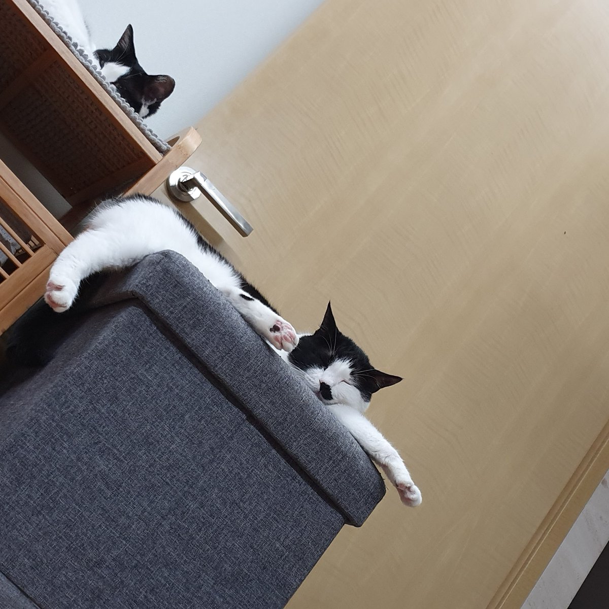 귀여운 지아와 귀여운 고야. 저 둘이 5형제 고양이를 낳았다니 참...