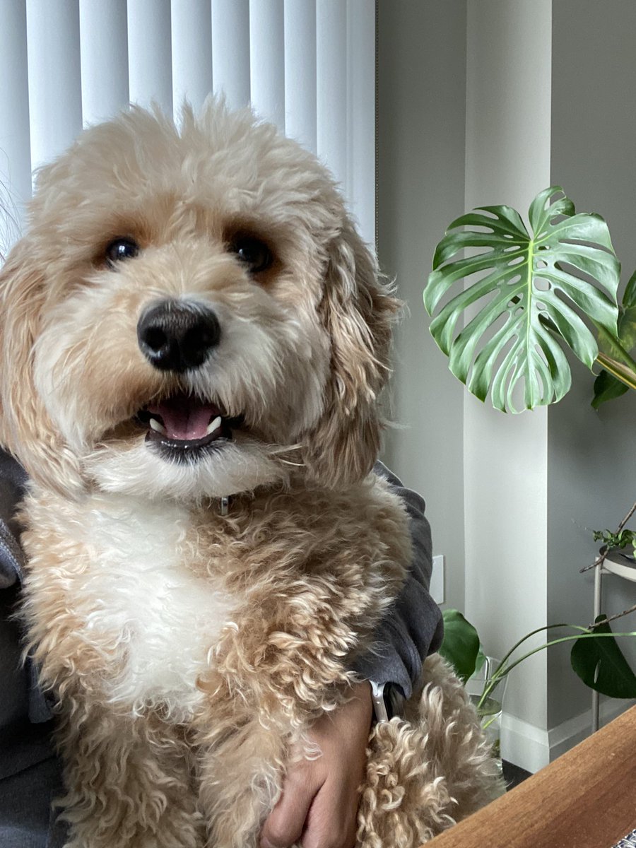 _CindyPermejo's tweet photo. This fluff says hi and wishes you a beautiful day today. https://t.co/PAVmsP4rtS