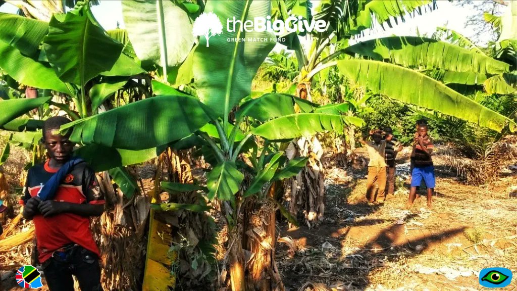 MboniVijana's tweet photo. 🏋️Help our community plant 20,000 trees to protect our environment, feed our children and generate income to lift ourselves out of extreme poverty👾.
https://t.co/cQownOpCqv
#GreenMatchFund #GreenerTomorrow #ClimateAction #BeginsNow
With @tanzdevtrust & @thebiggive https://t.co/adacIzDcaN