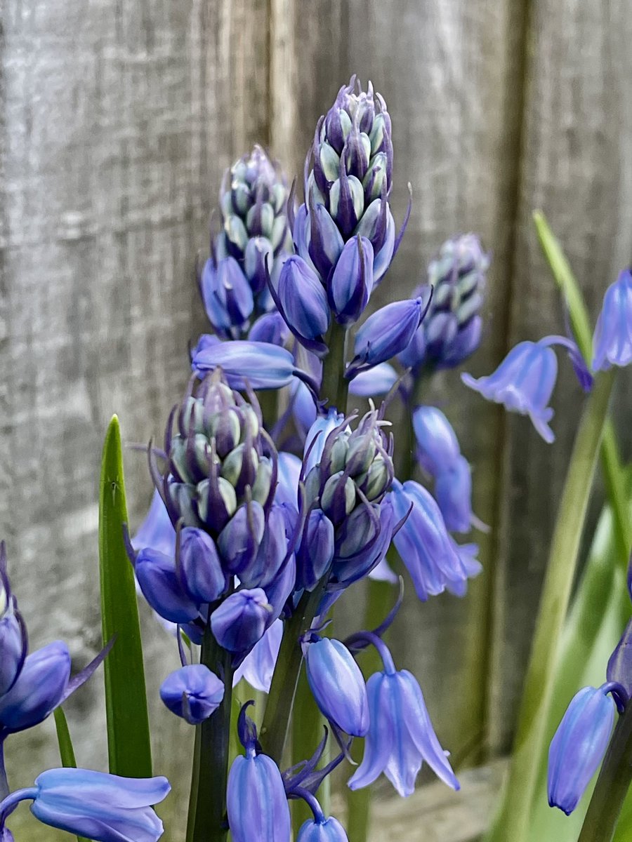 Bluebells #Flowers #spring 
#floweroftheday #flowersphotography #ThePhotoHour #NaturePhotography #TwitterNatureCommunity
 #bluebells #bluebellseason #bluebells2022