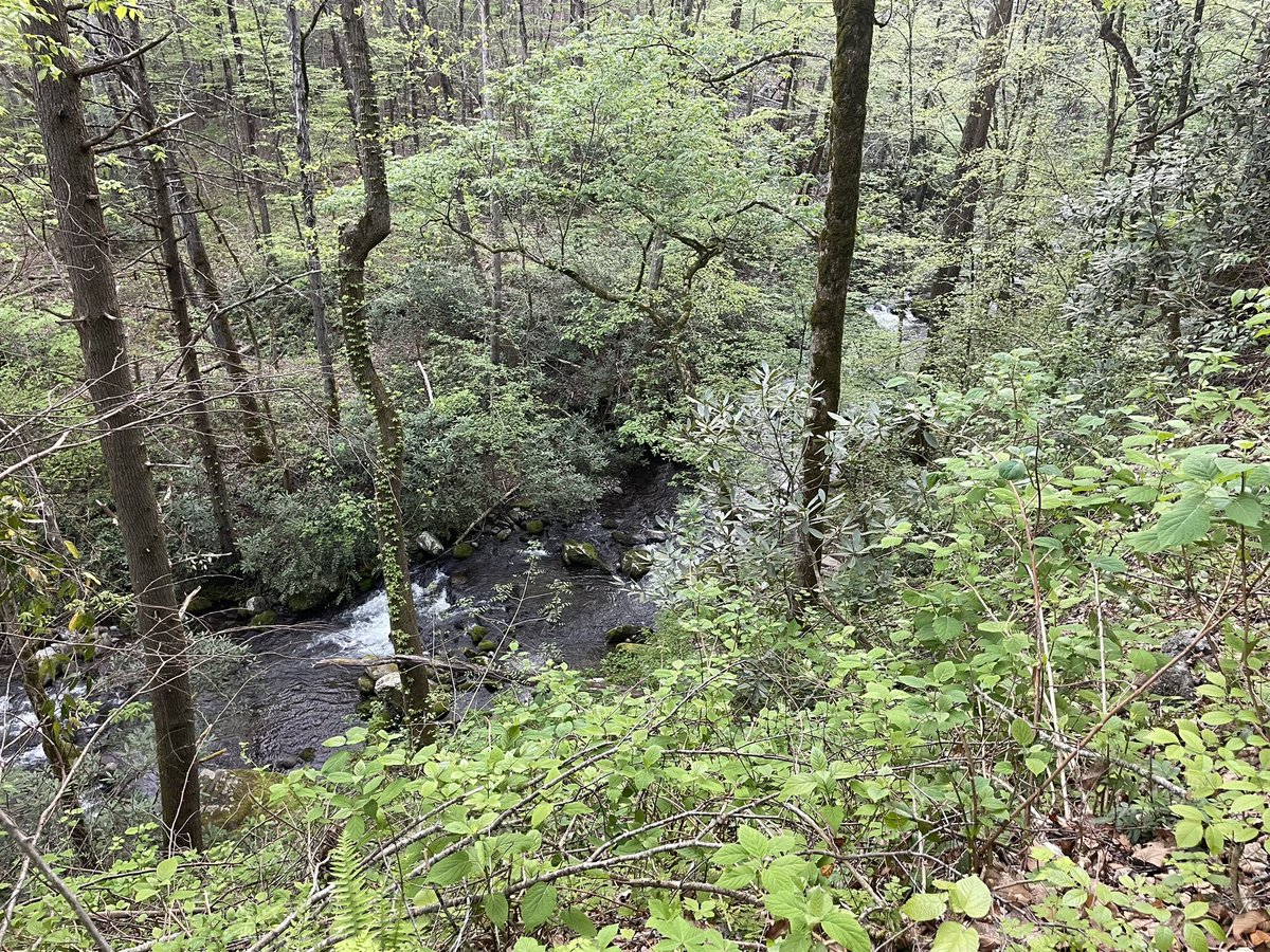 ryanb29073's tweet photo. Morning walk in the @GreatSmokyNPS   #PlaceOfAThousandDrips #HenCluckin #HeyBooBoo https://t.co/fjPz8RCLZ0