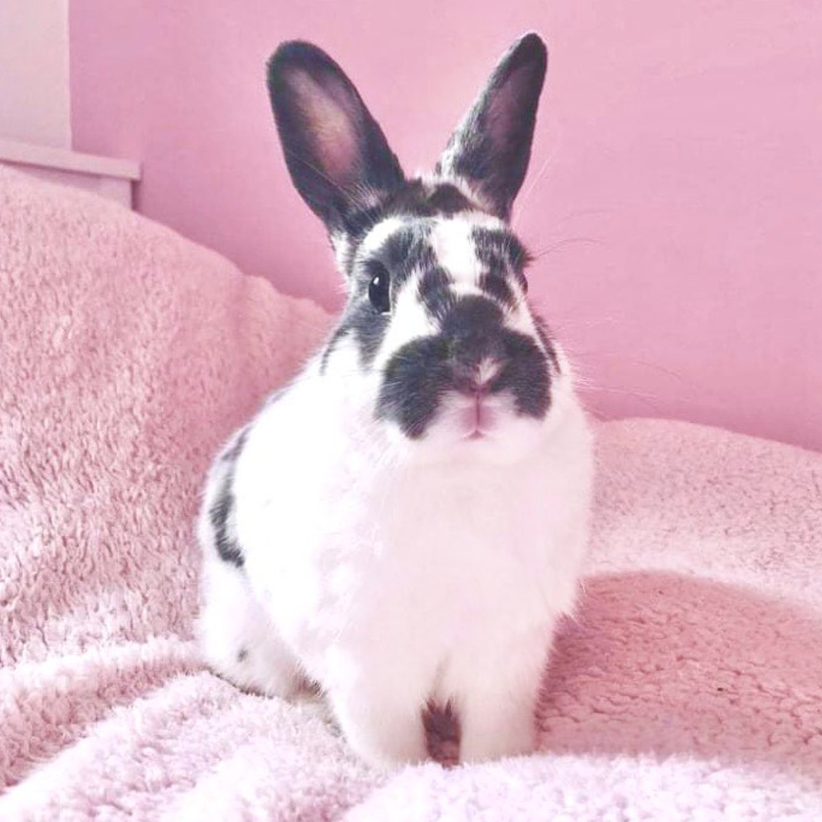 Rabbit of the Day 🐰 tweet media