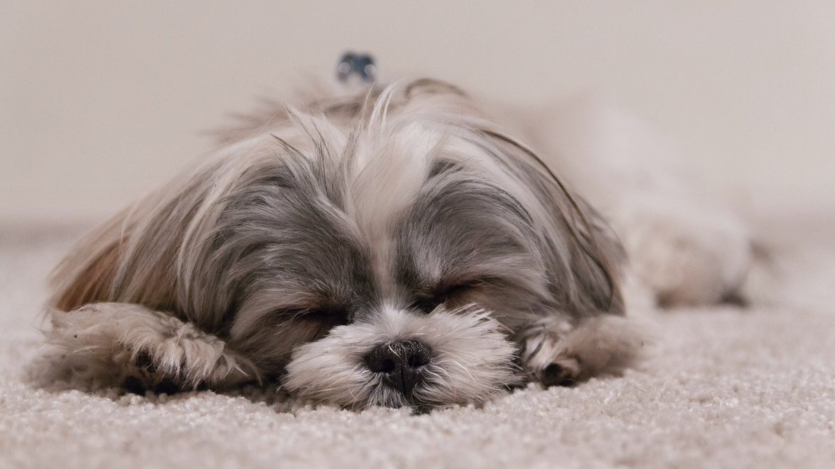 prof_chat's tweet photo. QUICK TIP: #Nap after studying!
Studies show a post-study session / pre-exam nap improves memory for the studied material when you wake up. So REST and REMEMBER! 😴
#college #exams #studying #sleep #learning #profchat
Photo by @agmakonts on @unsplash https://t.co/uGgvn2jywQ