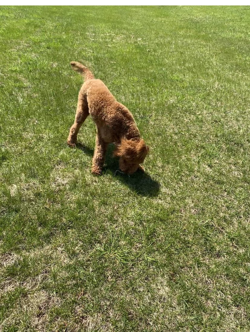 Prancer01862779's tweet image. Hello my frens! Prancer here!and itz a verwy verwy bootiful warm 🌞 Saturday mornin here. I iz on paw patrowl fer  da back yard and waitin fer hoomom to play ball wid me.