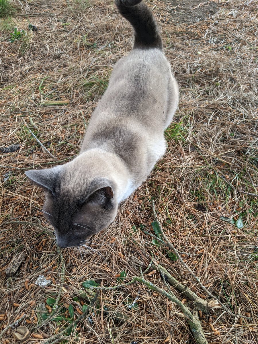 GreenAmyExeter's tweet photo. One of my favourite things about canvassing is meeting all the furry residents of Exeter!
#CatsOfCanvassing #HowWouldCatsVote #Exeter #Elections2022 https://t.co/Y48G0dLyaL