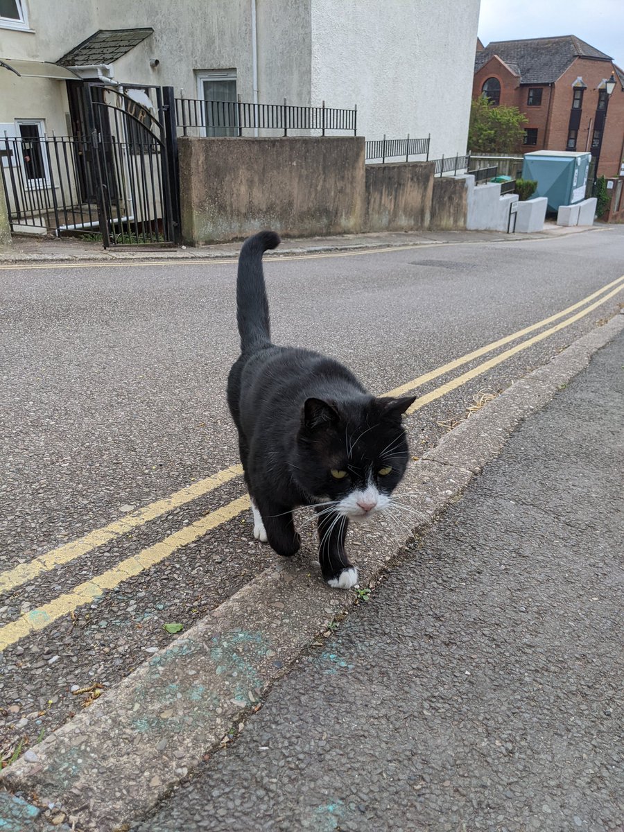 GreenAmyExeter's tweet photo. One of my favourite things about canvassing is meeting all the furry residents of Exeter!
#CatsOfCanvassing #HowWouldCatsVote #Exeter #Elections2022 https://t.co/Y48G0dLyaL