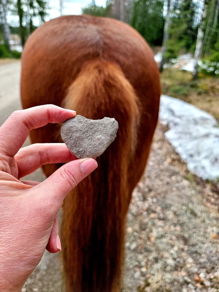 ullalilla1's tweet image. A day at the stable with islandic ponnies 🐎🐴 and Kerttu, a cat who owns the stable 🐱 #islandicpony #hairgoddess #stable #stablecat