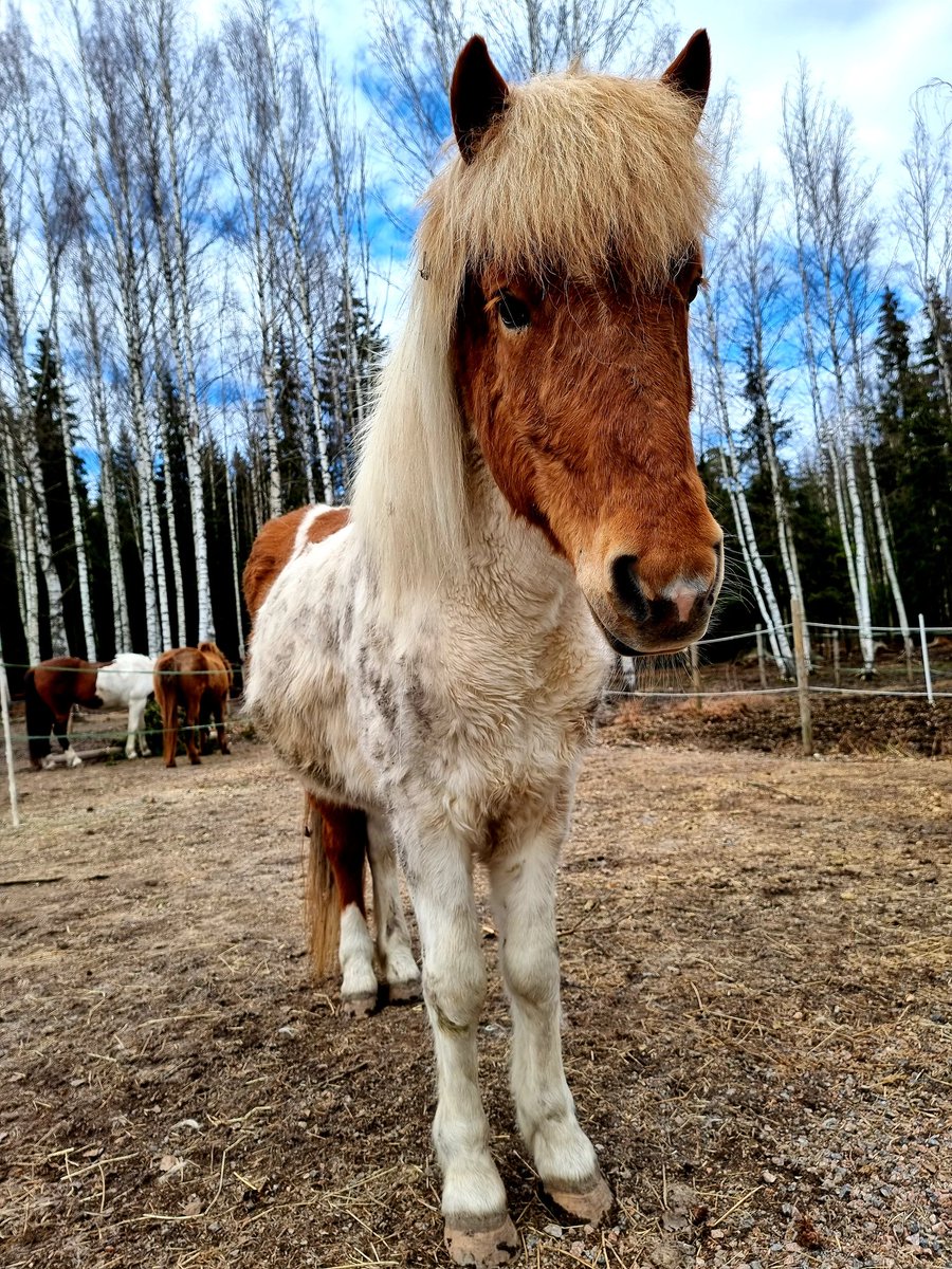 ullalilla1's tweet image. A day at the stable with islandic ponnies 🐎🐴 and Kerttu, a cat who owns the stable 🐱 #islandicpony #hairgoddess #stable #stablecat