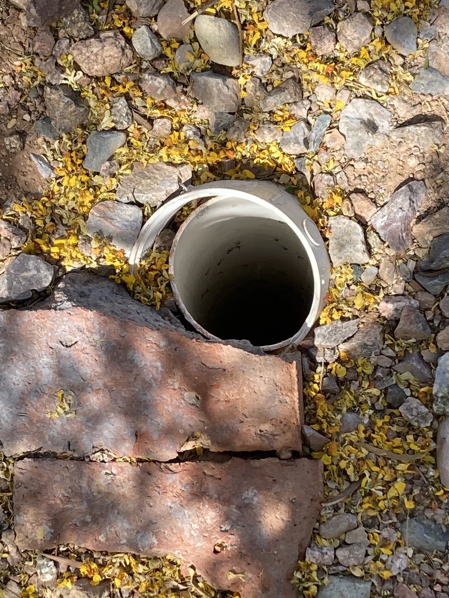 willhumble_az's tweet photo. Mosquito &amp; West Nile virus season is here. Good time to survey your house/neighborhood for breeding places.

I just found a doozie. This damaged/uncapped leach field clean out was a big source.

Explains our big catches with this contraption lately. https://t.co/WHwyOu4V5a