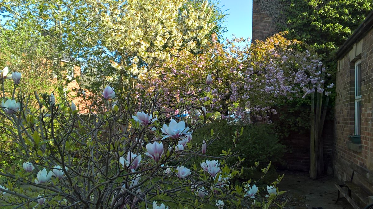 GraingerFlo's tweet image. A contribution to #BlossomWatch.