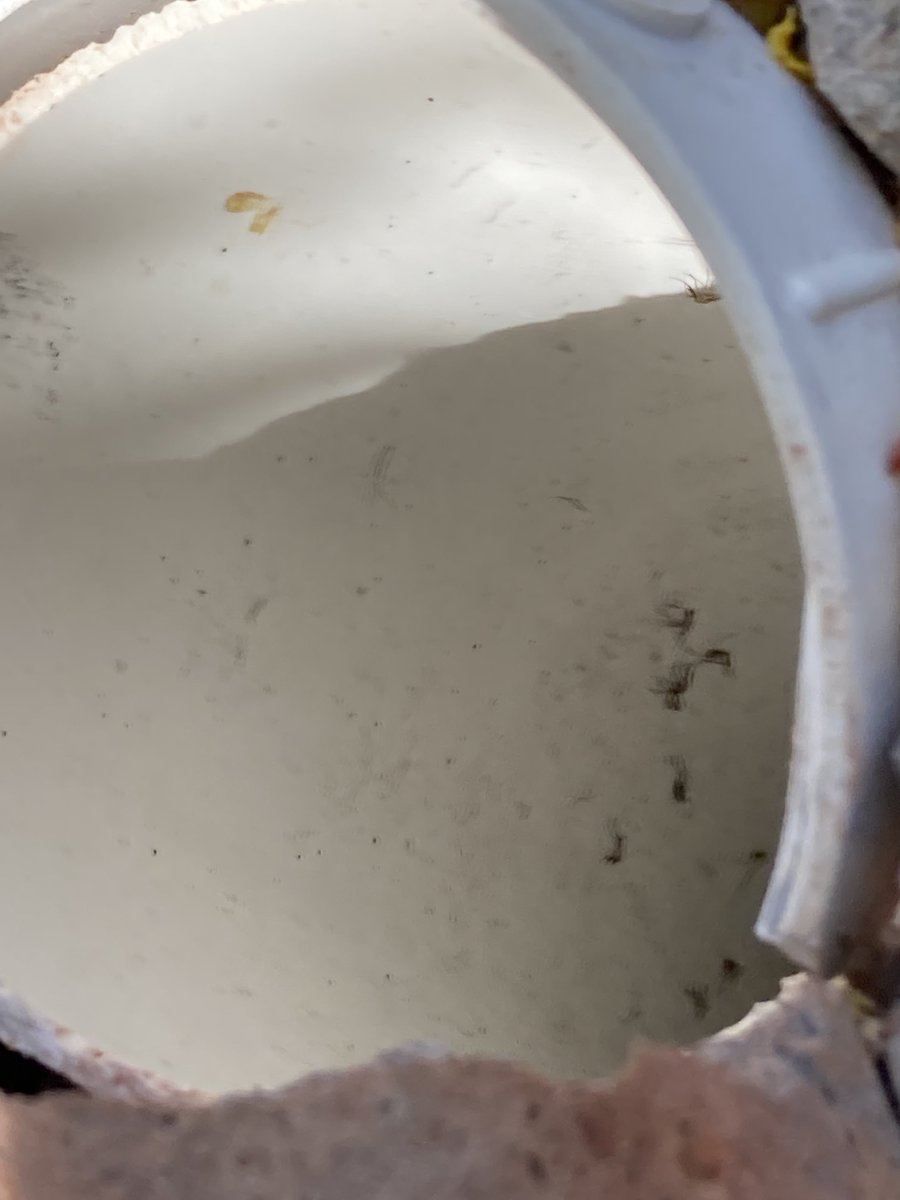 willhumble_az's tweet photo. Mosquito &amp; West Nile virus season is here. Good time to survey your house/neighborhood for breeding places.

I just found a doozie. This damaged/uncapped leach field clean out was a big source.

Explains our big catches with this contraption lately. https://t.co/WHwyOu4V5a