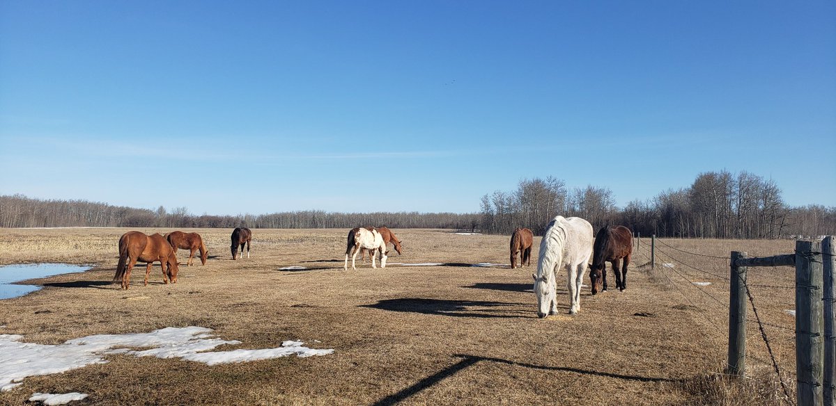 HTAFairview's tweet photo. Crisp spring air, geese honking, and a few flying over me, the horses munching and beautiful Alberta blue sky! What more can you ask for! #alberta #mornigvibes #horsestagram #nature https://t.co/exSnToqRBw