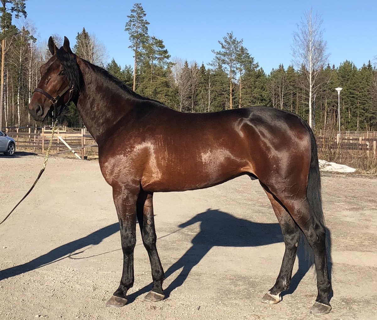 ziggep's tweet image. Strong Boy One kan vara ett kap för den som får honom att fungera i tävling!