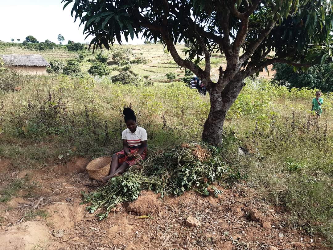 Une fillette effrayée en voyant un "blanc sans cheveux" 🤣,mais après  plusieurs minutes pour la faire sourire elle est venue dans les bras,un petit 4h avec beignets, manioc banane, tomates et lait tout frais,triage d arachide.#ericbiogazamada