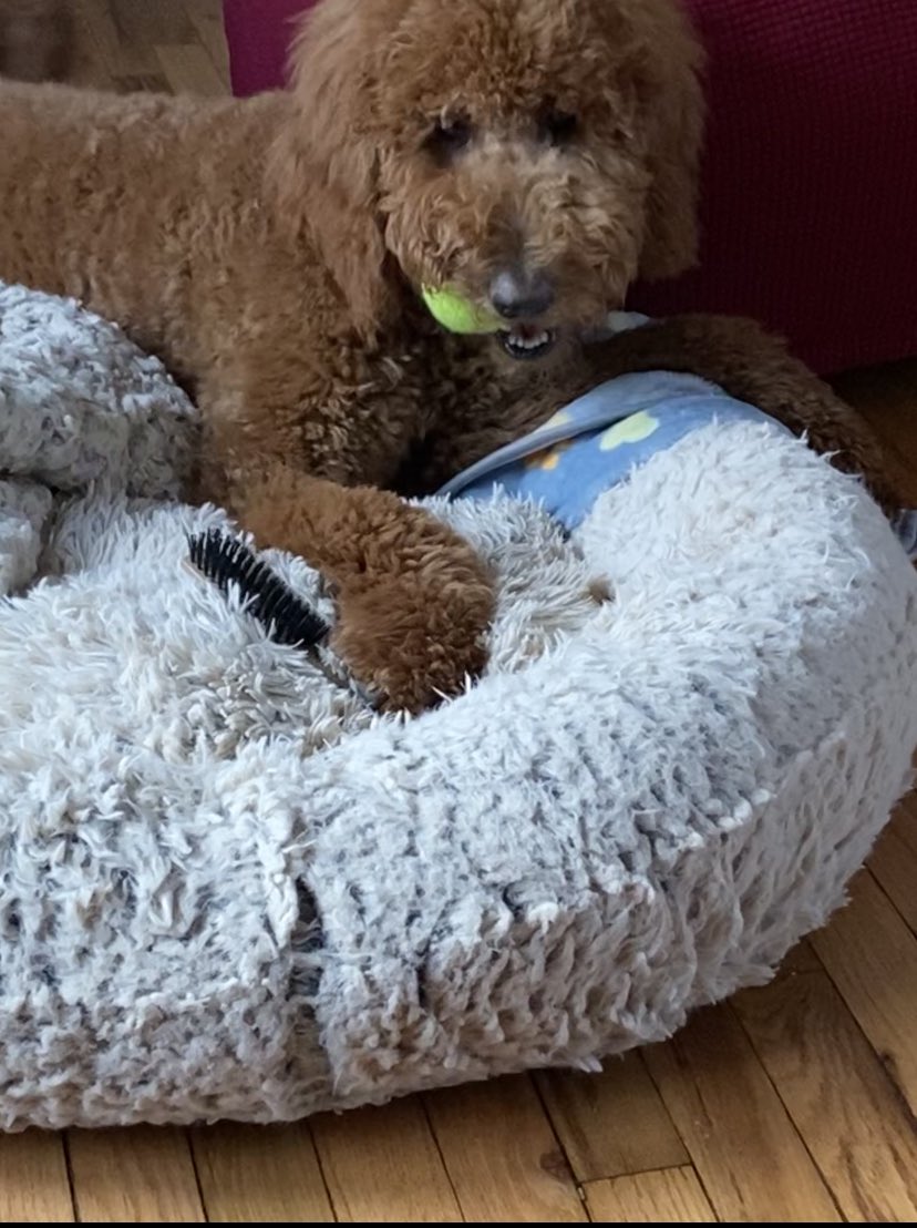 Prancer01862779's tweet image. Me decided to go back in and check on hoomom. Hurwy I want to play ball wid you