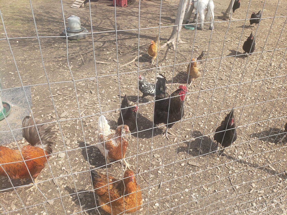 shimonsmith's tweet photo. Visited the #chickens at @Prosser_CA #communitygarden today! What a great community project and gathering place for the students and #BelmontCraigin residents! Way to go Ms. Ware @gilbert36ward @ChiPubSchools @chicagosmayor https://t.co/luqYJT01Xn