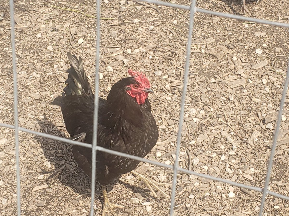 shimonsmith's tweet photo. Visited the #chickens at @Prosser_CA #communitygarden today! What a great community project and gathering place for the students and #BelmontCraigin residents! Way to go Ms. Ware @gilbert36ward @ChiPubSchools @chicagosmayor https://t.co/luqYJT01Xn