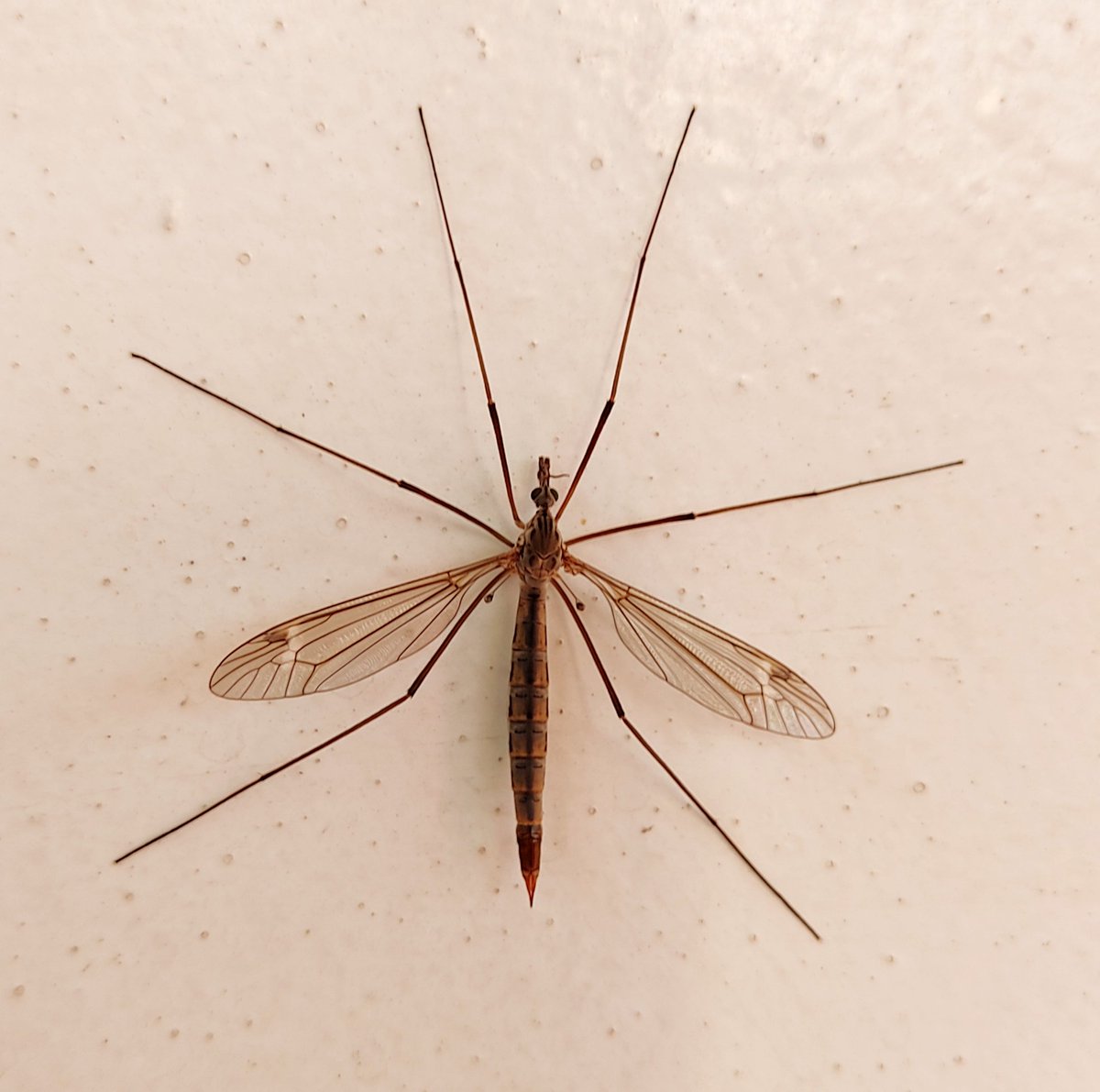 anaCapreolus's tweet photo. Aunque he leído de vez en cuando algún tweet que avisa sobre ello, no está de más recordarlo. Si veis esto no le deis con la zapatilla. No es un mosquito. Son típulas. Insectos dípteros inofensivos. Concretamente éste de la foto es una hembra. https://t.co/ypgGuu15Ee