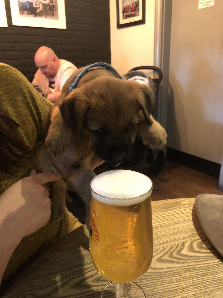 TalkativeBruno's tweet photo. First visit the pub!
I wanted some beer ๐บ but they wouldnโt let me but I did managed to lick some off the table when they werenโt looking. #SaturdayVibes #BTLife #dogsoftwitter #BTPosse #InthePub #Pub https://t.co/x4tY3F87i3