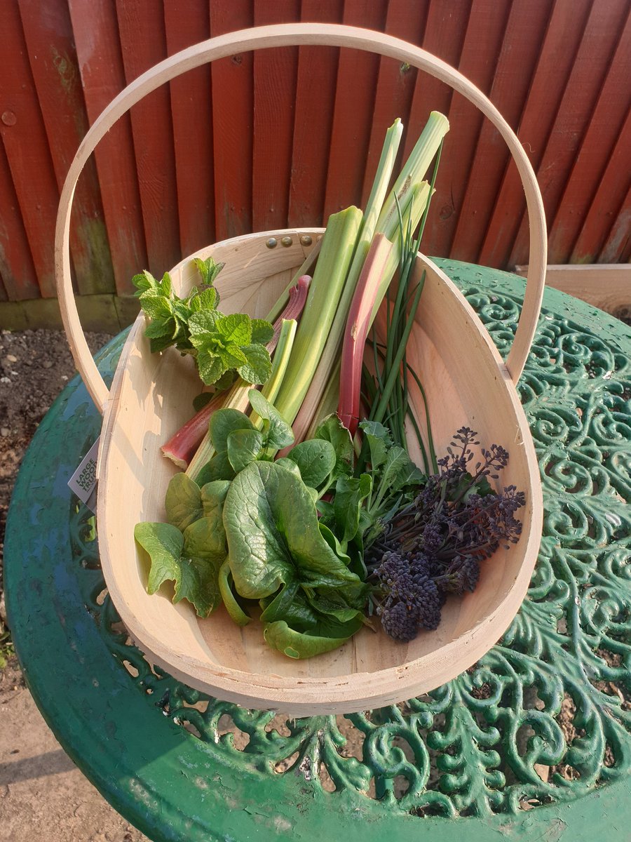 veraeik0n's tweet photo. Today's picks from our garden 💛🌻 We are blessed indeed 🧡 #mint #rhubarb #springonions #purplebroccoli #spinach https://t.co/JBnYikNflV