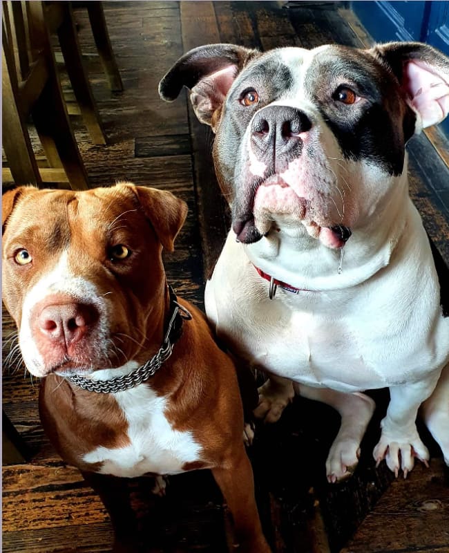 fcocksmoseley's tweet photo. Meet our Saturday bar dogs Oreo and Freya... sniffing out our treats...!

🐶 https://t.co/PwaRSAztCm
