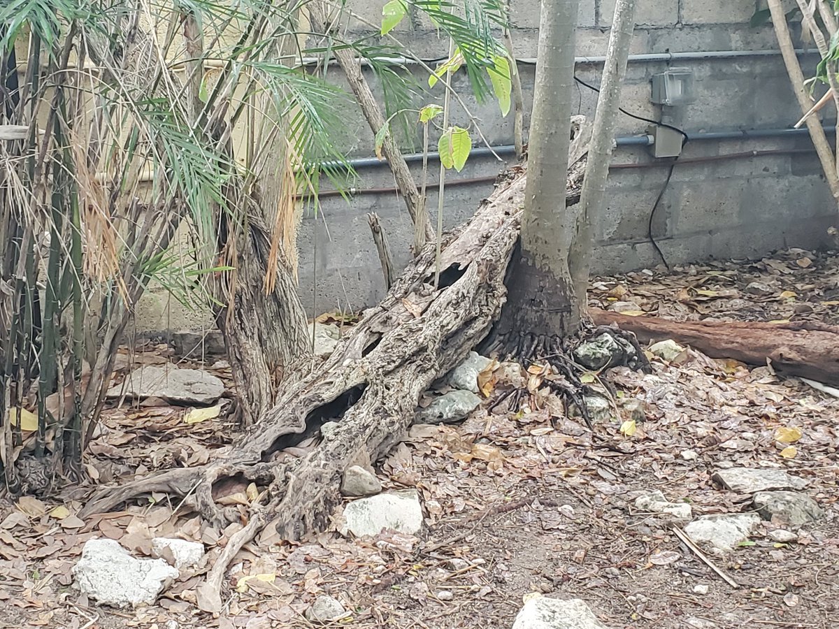 ryanfoland's tweet photo. #LizardChallenge #KeyWest edition.
Can you spot the π¦? https://t.co/IrthO9QG0b