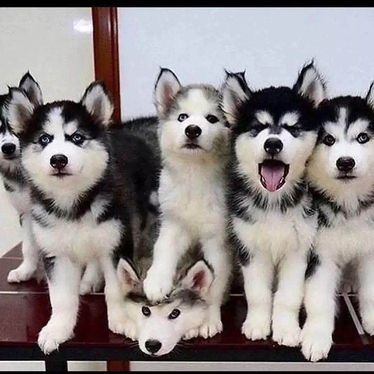 Husky Lover tweet media
