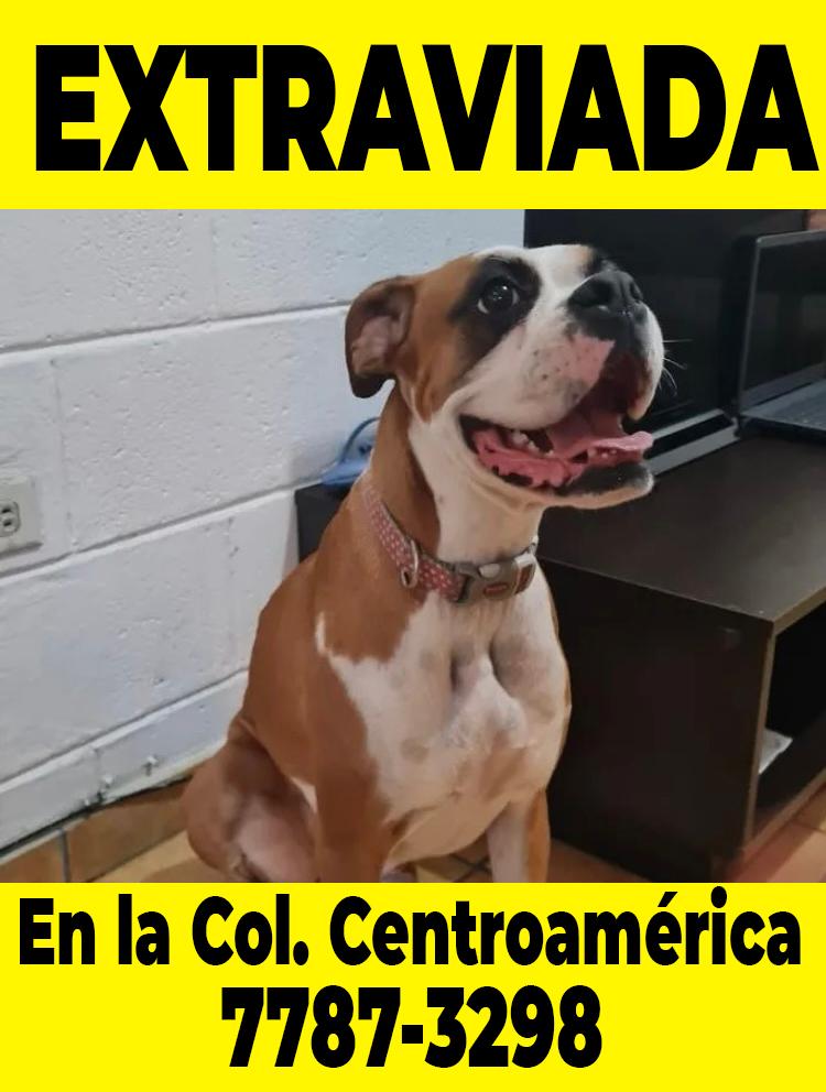 lamanadadepick's tweet photo. #SERVICIOSOCIAL
URGENTE!
Se busca a Lola, está en tratamiento de erliquia, porta el collar de la foto, se extravió en la zona de Colonia Centroamérica, zona Colegio Cristóbal Colón, San Salvador.
Si la ve comunicarse 77873298 https://t.co/fp9mnpAlBB