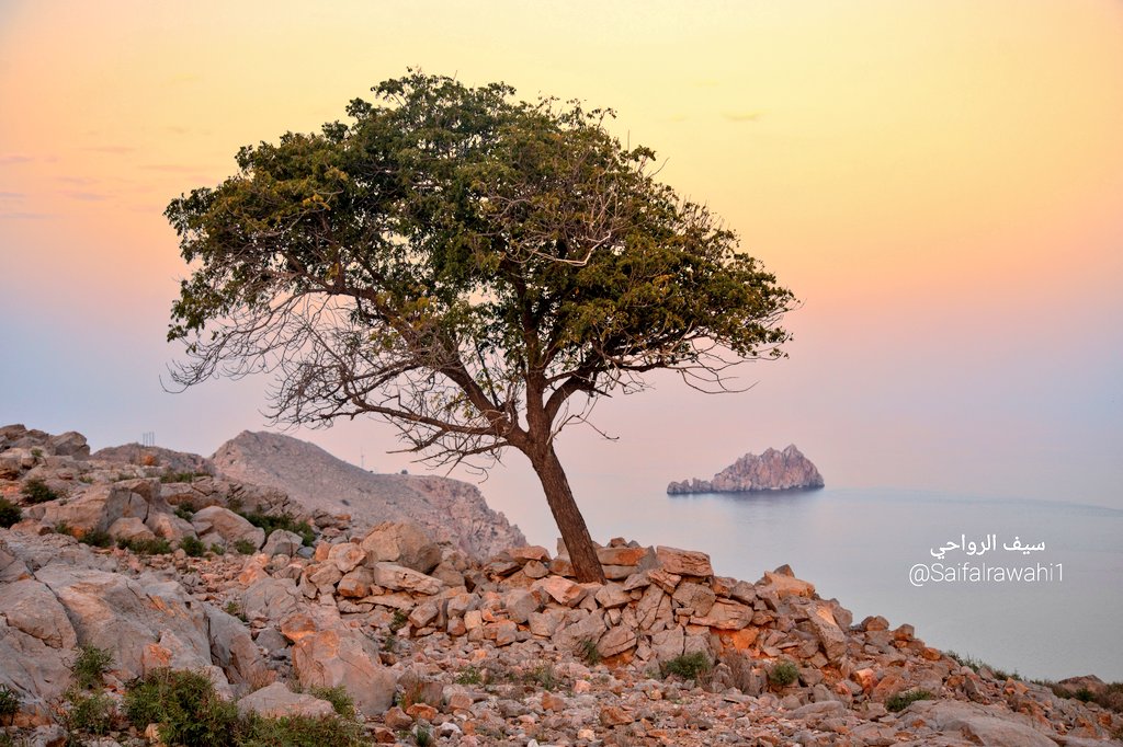 نطل عليكم من #نيابة_ليما في ولاية #خصب في محافظة #مسندم
ذات موقع استراتيجي وجغرافي مميز عزز من مكانتها التاريخية في #عمان.
و #القنييف الأثرية خير شاهد
تتكي على سلسلة جبلية شامخة
وتطل على ساحل بحر عمان 
تحرسها على زاوية #جزيرة_ليما
التي تحاذيها أهم الممرات العالمية وهو مضيق هرمز