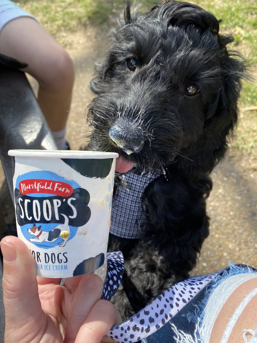 vicky62312891's tweet photo. My favourite girl enjoying a ice cream 🐕‍🦺 https://t.co/gjheX59g5N