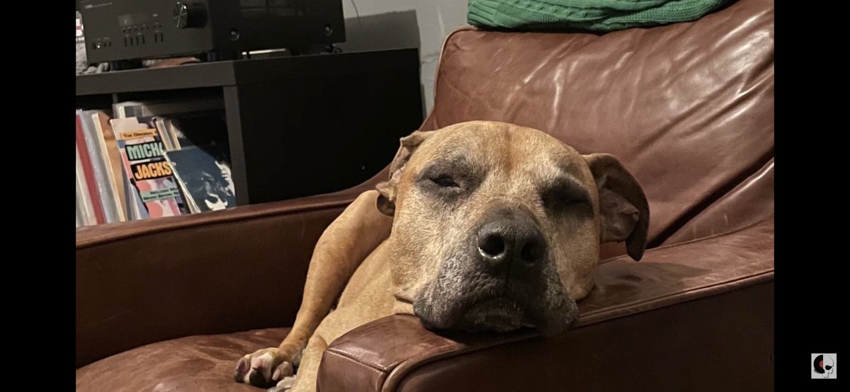 RobJanicke's tweet photo. You might not want to see the human faces but you definitely want to see the canine face of the @AbandonedAlbums Executive Producer, Rufus ThunderLove!
We’ve just launched a #YouTube channel so go subscribe & watch the Abandoned Albums Season 1 Recap.
https://t.co/yAIMJ0K9EC https://t.co/bgRE47z2Sa