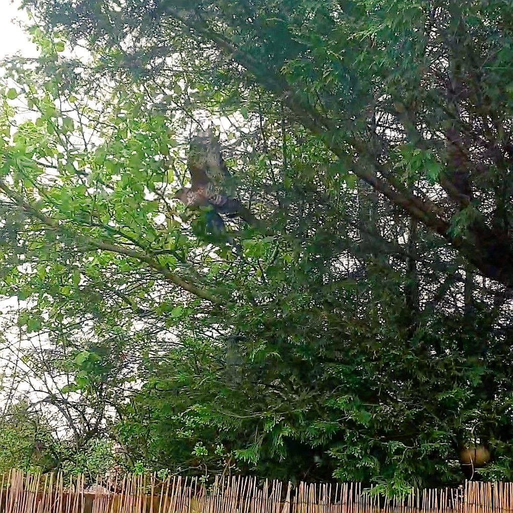 smith20_lisa's tweet photo. Crows not letting this buzzard escape today. He was hiding in the tree for a while, closest I've ever been to one @Natures_Voice @RSPBCymru #gardenantics #buzzard https://t.co/URjtJi9tur