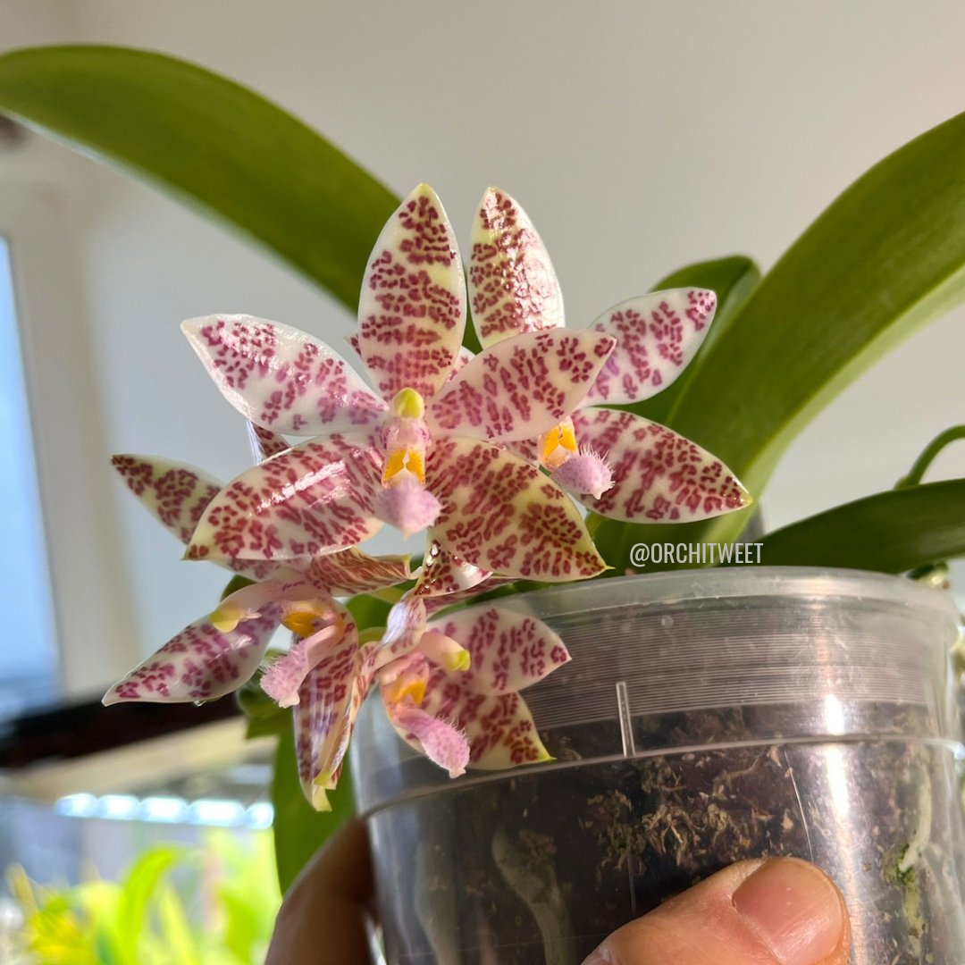 Phalaenopsis Hieroglyphica