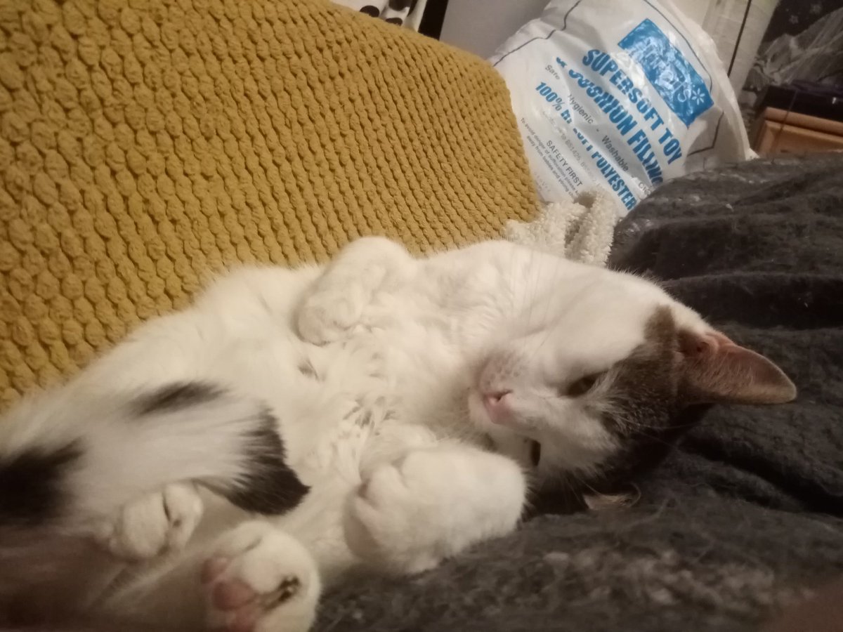 My beautiful little fat lump ❤️ strange to think he was feral and terrified when I got him. I've never known a greater love than the love I have for both my boys ❤️