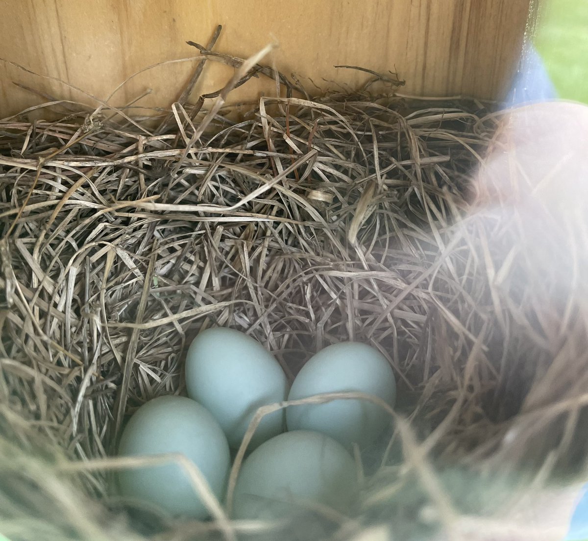 helland_peter's tweet image. Who instructed them?  Who taught bluebirds how to build a nest and raise a family from start to finish?  Any answer other than “God” is preposterous.