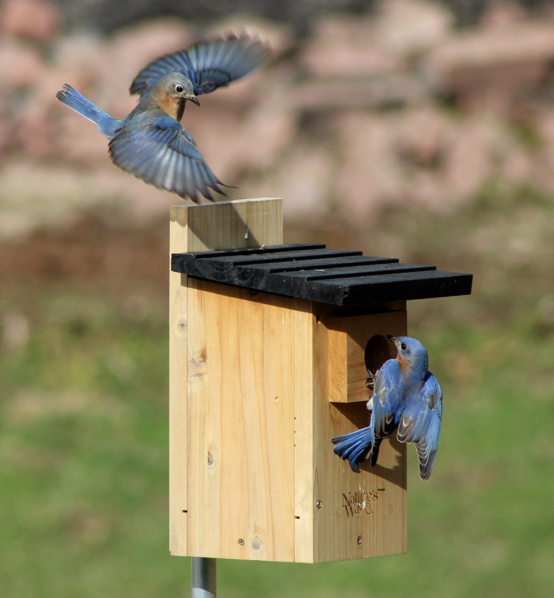 helland_peter's tweet image. Who instructed them?  Who taught bluebirds how to build a nest and raise a family from start to finish?  Any answer other than “God” is preposterous.