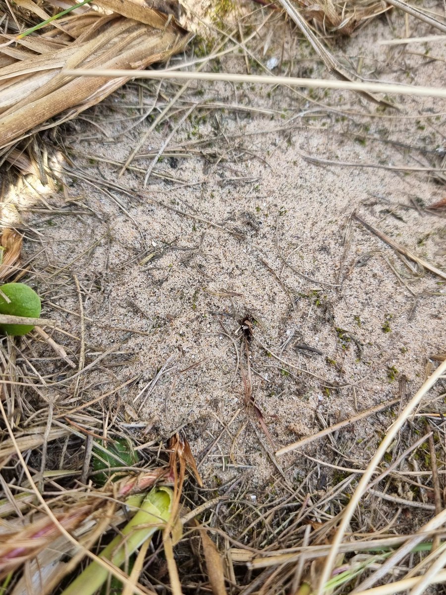 It's getting to that time of year dactylochelifer latreilli are perticulerly active on sand dunes. The best way to look for this speices is to gently part marram grass and watch the bare sand for movement. You could also find some scare dune spiders and insects! Can you spot it?