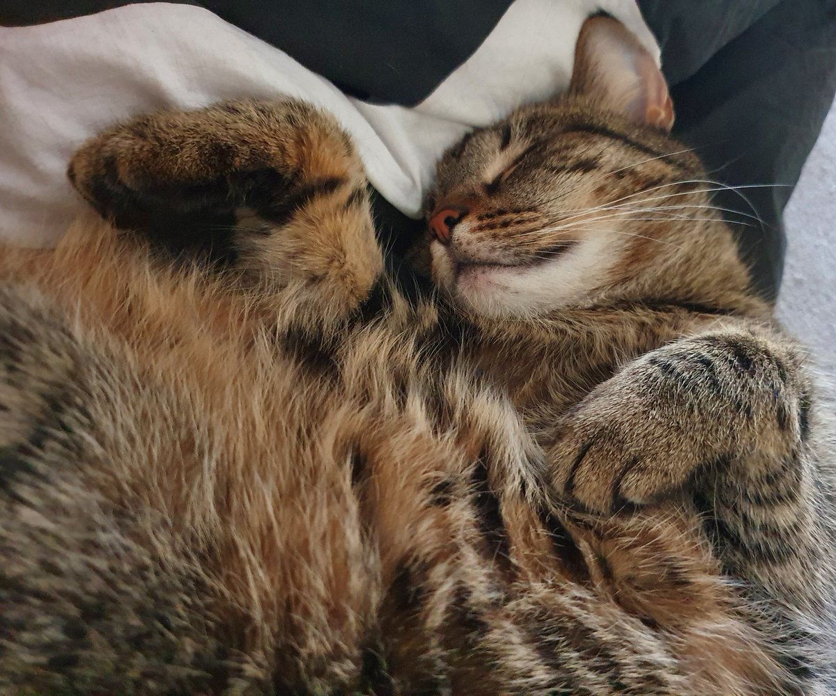 Tatiana Pandora Saternus tweet media