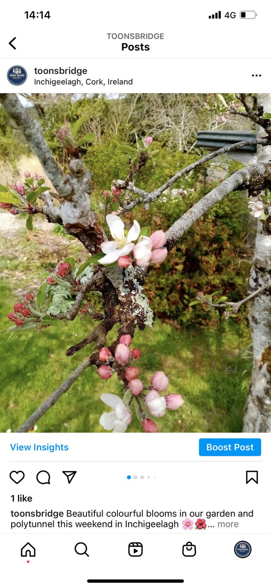 ToonsBridge's tweet image. Beautiful colourful blooms in our garden and polytunnel this weekend in Inchigeelagh 🌸🌺

Our dairy shop is open today and tomorrow from 10am - 6pm 

#westcorkdairy #dairyshop #nature #cork #flowers #toonsbridgedairy #springtime #beautiful